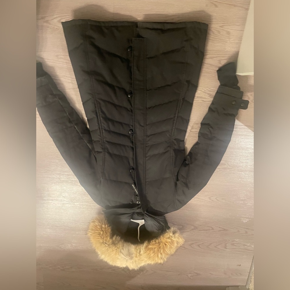 Black Cananada Goose. - Picture 6 of 6